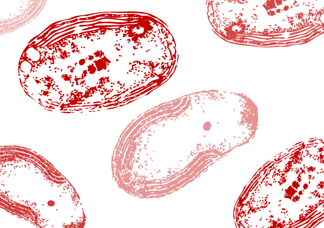Nitrifying bacteria - Alchetron, The Free Social Encyclopedia